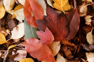 Autumn Leaves