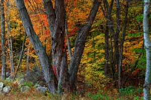 Big Tree Foliage