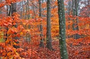 Birch Foliage