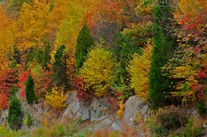 Brilliant Bushes