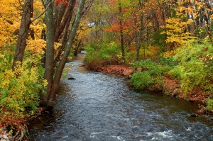 Brookside Foliage