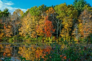 Candied Reflected Foliage