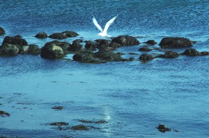Flying Gull