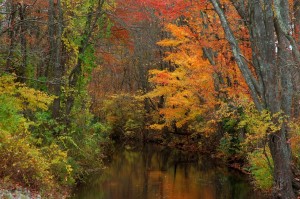 Foliage Brook