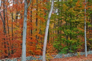 Forest Colors