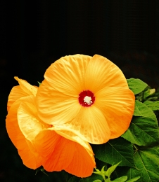 Golden Hibiscus