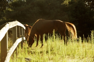 Grazing Glow