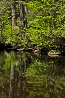 Green Reflections