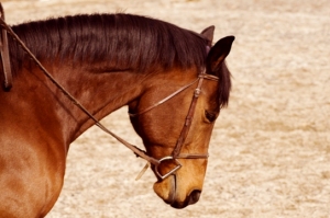 Happy Horse