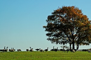 Hilltop Geese