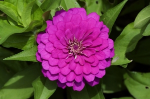 Lavender Zinnia