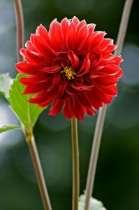 Red Dahlia