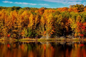 Reflected Foliage