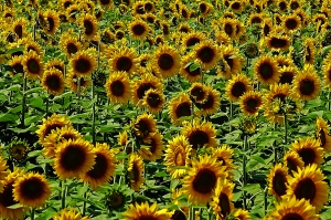 Field of Sunflowers