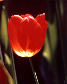 Sunlit Tulip