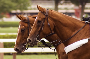 Two Chestnuts